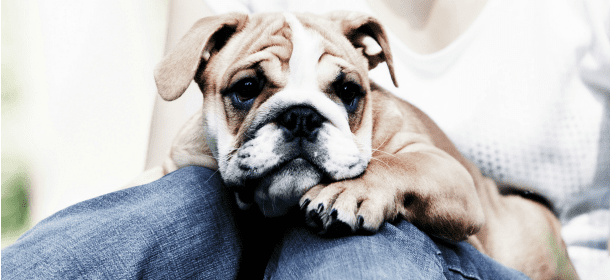 Chi ama gli animali fa bene l'amore. Lo rivela un sondaggio di Aidaa