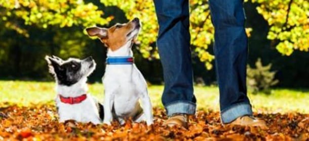 Cani: lo stress aumenta se i proprietari sono maschi. Uno studio lo dimostra