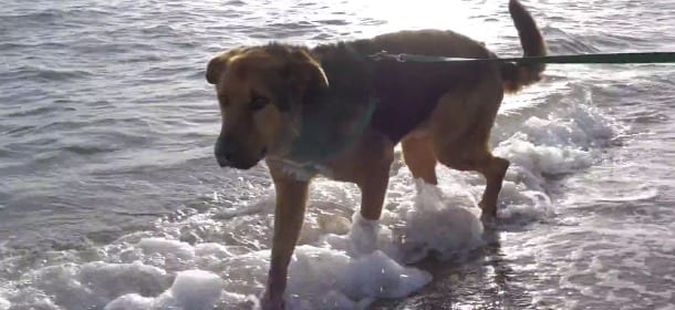 La Lav e i cani del canile lager di Parrelli: un video testimonia la loro rinascita