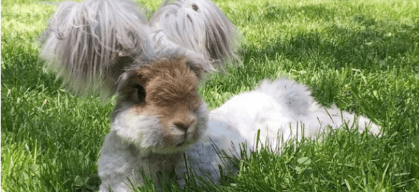 Wally, il coniglio d'Angora che sembra un peluche è la nuova star del web