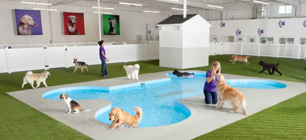 Il primo terminal per gli animali all'aeroporto di New York: piscine per cani e boschi per gatti