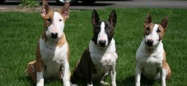 Bull Terrier: il gladiatore a 4 zampe che ama i bambini