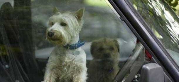 Lasci il cane in auto? Non potrai più accudire animali