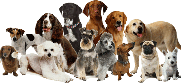 Milano, il luna park per cani: giostre, giochi e dolcetti per divertirsi insieme a Fido