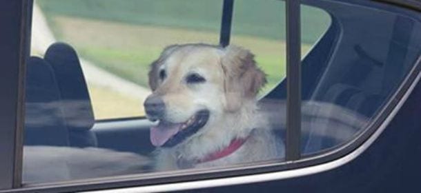 Cani: i 5 pericoli della stagione estiva secondo l'Aspca