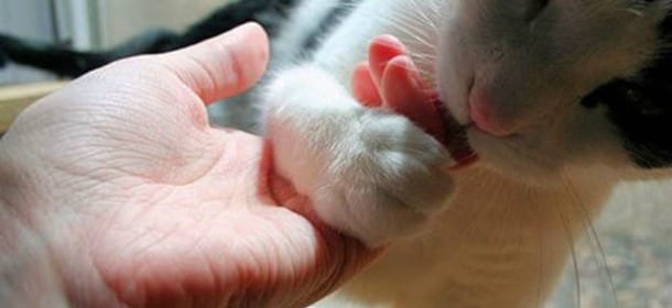 Accarezzare un gatto: le mosse giuste e quelle da evitare