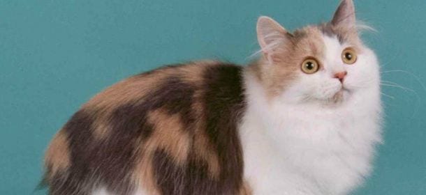 Cymric, il gatto giocherellone che non si spaventa mai
