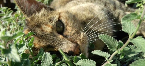 Perché i gatti mangiano l'erba?