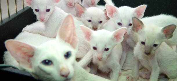 Foreign White, il gatto socievole e giocherellone che ama passeggiare al guinzaglio