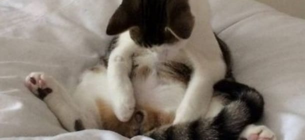 Gatto castrato si sveglia dopo l'operazione e scopre il "fattaccio": la sua reazione