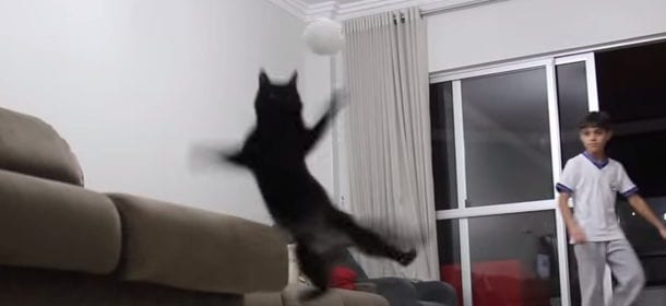 Sid, il gatto portiere più bravo di Gigi Buffon [VIDEO]
