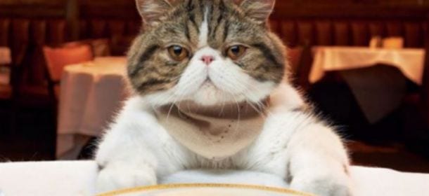 Cani, gatti e alimentazione: il pesce fa bene, ma solo 1 volta a settimana
