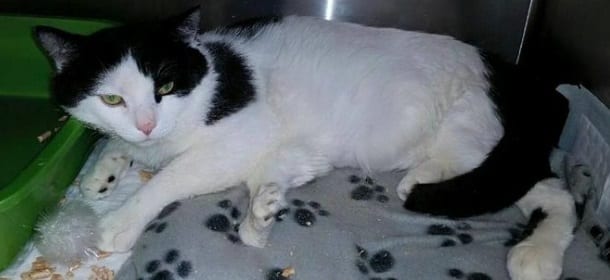 Pauly, il gatto con 6 zampe non riesce più a camminare