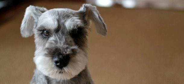 Cani e tosatura: sì o no? Il veterinario Manuela Piras: "Dipende dall'animale"