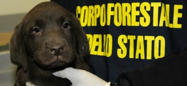 Lav, Zoomafia 2015: combattimenti e corse clandestine per un giro d’affari milionario