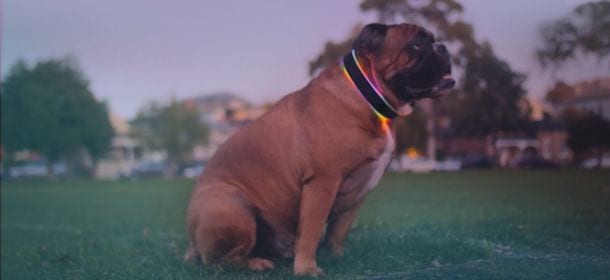 Buddy, il collare per cani che tiene sotto controllo la loro salute