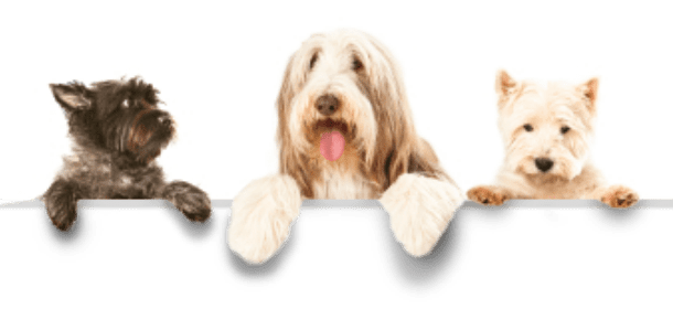 Cani: 8 cose strane che fanno sempre (e i loro perché)