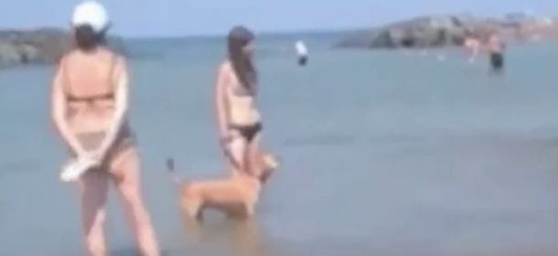 Cane in spiaggia a Fiumicino è caos: scoppia la lite tra i bagnanti