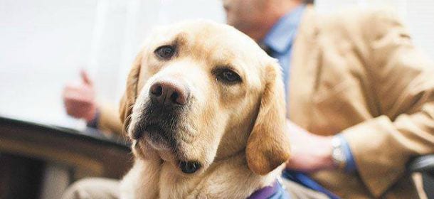 I cani in tribunale aiutano a testimoniare meglio. Parola di Courthouse Dogs