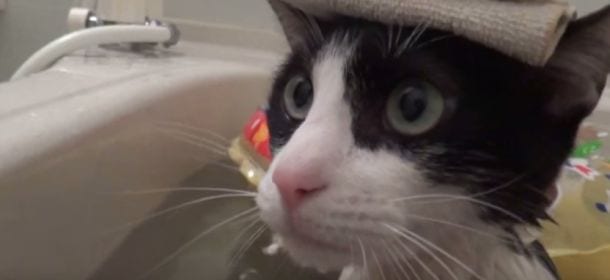 Gatto che si fa fare un bagnetto rilassante [VIDEO]