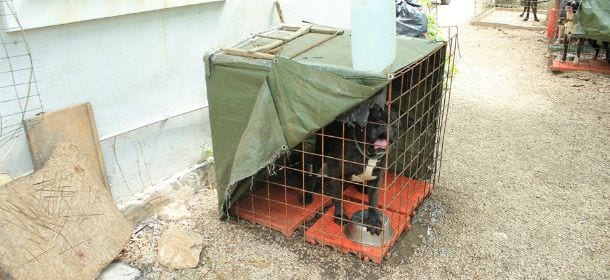 Porta il cane in pensione, glielo ridanno morto: la tragedia a Tivoli
