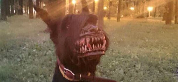 Arriva dalla Russia la museruola che trasforma il cane in un lupo feroce