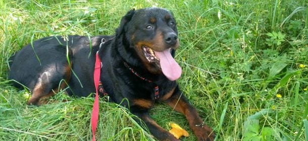Pericolo pulci: come difendere cani, gatti (e casa) dai parassiti