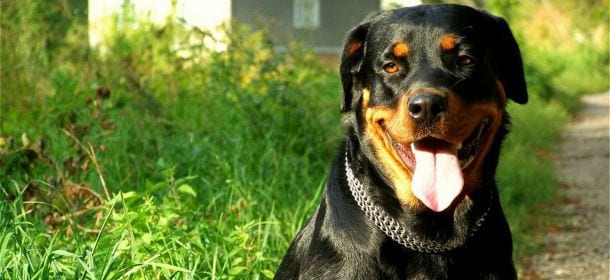 Cane morde un bambino a Livorno, parla il proprietario: "Voleva solo salvarlo"