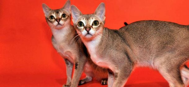 Gatto Singapura, tutta la dolcezza di una lince in miniatura