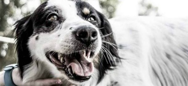 Morte del cane Snoopy, il vicino confessa: "Ho sparato ma non volevo ucciderlo"