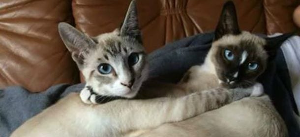 Gatti: 8 atteggiamenti curiosi spiegati dalla scienza