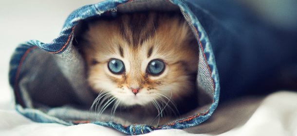 I gatti sono amici dell'uomo: per 9 motivi (più uno)