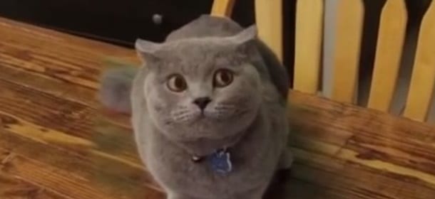 Il gatto colpevole che sparisce... Nel nulla [VIDEO]