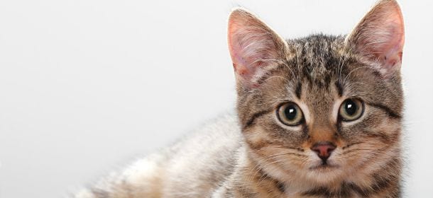 Gatti: 10 cose da sapere prima di portarli a casa