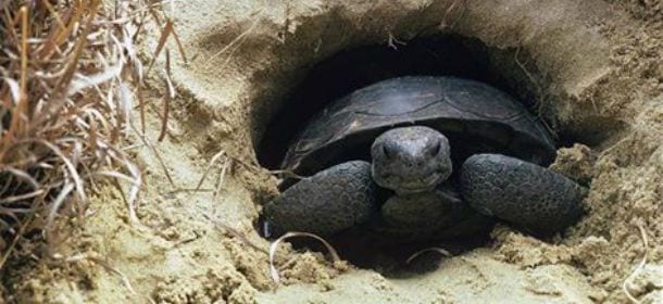 La tartaruga va in letargo anche a casa: bastano un contenitore, un po' di terra e foglie umide