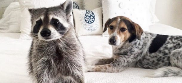 Pumpkin, il procione che crede di essere un cane [FOTO]