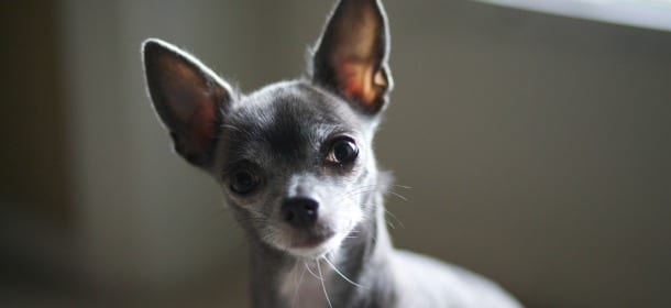 Cani, 10 pericoli domestici: dai detersivi al dentifricio