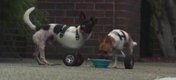Cani disabili: con le rotelle tornano a correre e a giocare [VIDEO]