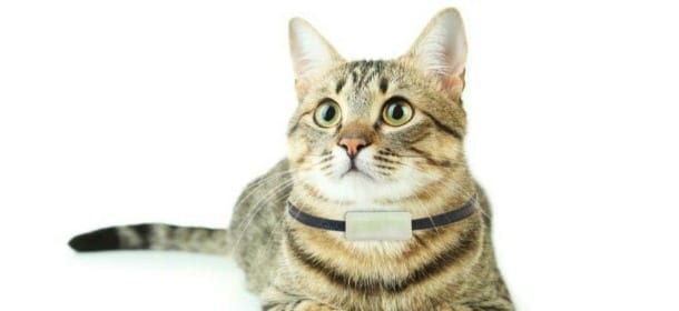 Gatti: il primo telefono cellulare per sapere sempre dove sono