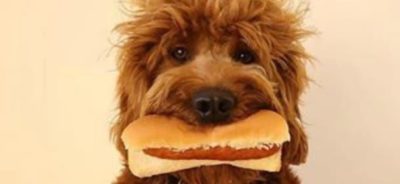 Cani e cibo: 10 alimenti "killer" da evitare assolutamente