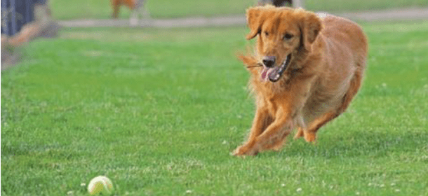 Dog sitter: 8 caratteristiche necessarie per fare (bene) questo mestiere