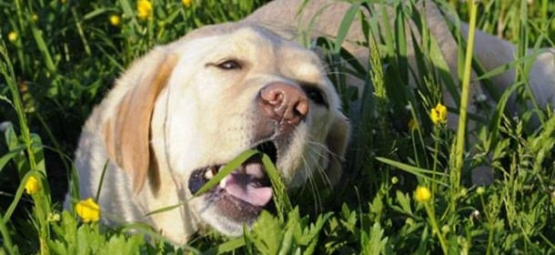 Il cane mangia tutto ciò che trova in terra? Come farlo smettere in modo semplice e veloce