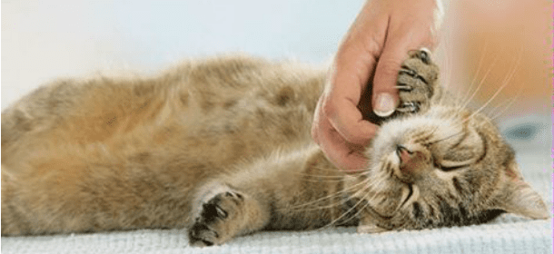 Coccolare i gatti li rende sereni, soddisfatti e più sani. Lo dice la scienza
