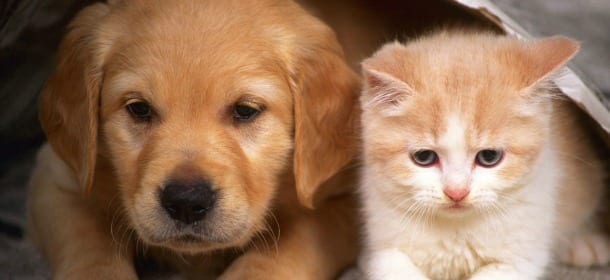 Animali domestici e tumori: 10 sintomi da non sottovalutare