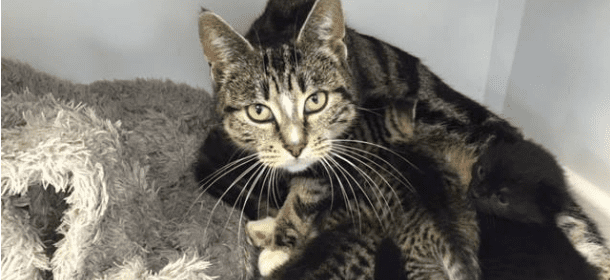 Abbandonano i cuccioli, mamma gatta scappa di casa per ritrovarli