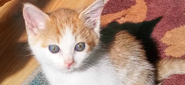 Il gattino abbandonato e un biglietto nella scatola: il messaggio spezza il cuore