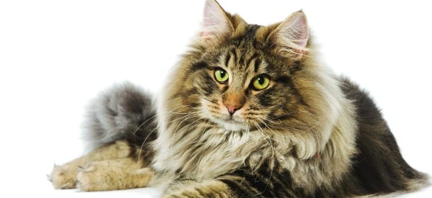 Il gatto è anziano? Così gli si allunga la vita