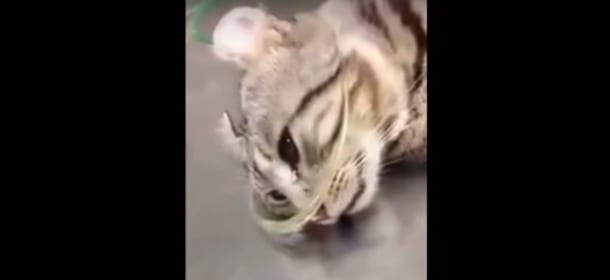 Un gatto piange dopo un'operazione: è ancora vivo e si commuove [VIDEO]