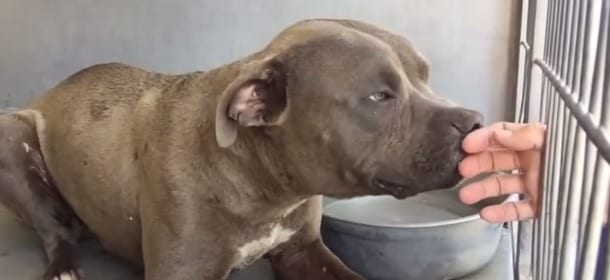 Un Pit Bull maltrattato viene accarezzato per la prima volta: la reazione è incredibile [VIDEO]