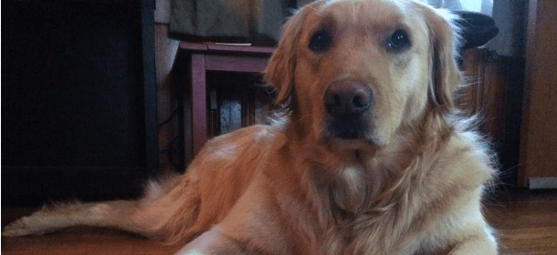 Un cane salvato dal canile può scegliere il primo gioco della sua vita. E prende... [VIDEO]